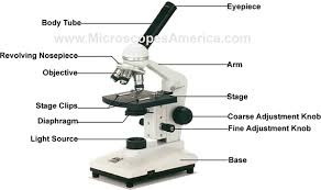 Microscopes Parts Microscope Parts Biology Labs Microscopic