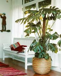 24 marzo, 201924 marzo, 2019 ~ todo deco nd. Las 5 Mejores Plantas Para El Interior De Tu Casa Alarife Home