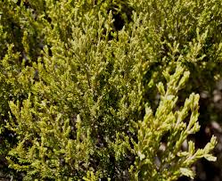 Image result for Harpachne schimperi