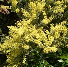 Image result for Acacia hockii