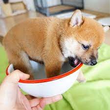 who ordered a bowl of shiba japanese dogs cute animals cute puppies