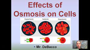 Check spelling or type a new query. Effects Of Osmosis On Cells Youtube