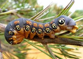 Black And Red Caterpillars On Azaleas Dryandra Moth Caterpillar Moth Caterpillar Caterpillar Cool Insects