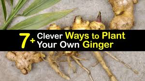 Nature's way® brings you the best and sources ginger from where it grows best. 7 Clever Ways To Plant Your Own Ginger