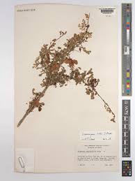 Image result for Ormocarpum kirkii