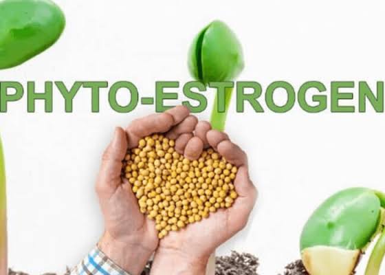 20 Thực Phẩm Giàu Phytoestrogen Không Phải Ai Cũng Biết - Jean d'Arcel Việt Nam
