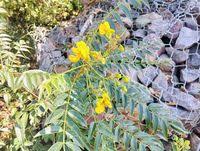 Image result for Senna petersiana