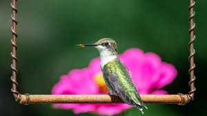 Choose from a curated selection of 2048x1152 wallpapers for your mobile and desktop screens. Download 2048x1152 Wallpaper Hummingbird Cute Dual Wide Widescreen 2048x1152 Hd Image Background 25362