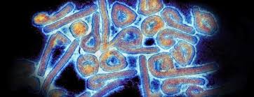 Marburg virus disease was initially detected in 1967 after simultaneous outbreaks in marburg and frankfurt in germany; Marburg Virus Survivor Holds Treatment Clues