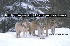 Kurt Ile Ilgili Sozler Kurt