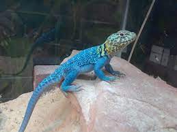 Our team serves as reptile wholesale suppliers for a large number of pet stores, zoos, and even private collectors. Crotaphytus Collaris Blazing Blue Eastern Collared Lizard Cute Lizard Lizard Blue Lizard