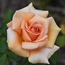 Check spelling or type a new query. Light Orange Rose I Photograph By Linda Brody