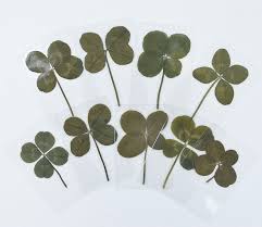 Pin On Pressed Flower Art