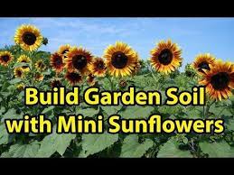 Let S Grow Sunflowers Sunflowers Helianthus Annuus Are Not Just An Eye Catching Summer Flower That Makes A Na Garden Soil Healthy Garden Soil Healthy Garden