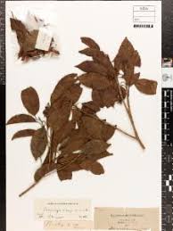 Image result for Mimusops kummel