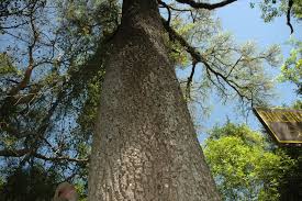 Image result for Schinopsis