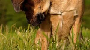 Theories on why dogs eat grass. Why Do Dogs Eat Grass Top 5 Reasons Tractive Blog
