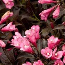 'dark horse' burgundy foliage, deep pink flowers. Weigela Dark Horse Weigela Dark Horse In Gardentags Plant Encyclopedia
