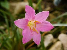 Image result for Zephyranthes minuta