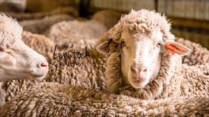 Previous (lives of the prophets). The Livestock Collective Linkedin