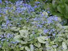 Brunnera subscriber email address sign up. Kaukasus Vergissmeinnicht Jack Frost Fur Deinen Garten