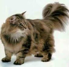 Long Haired Cats Fun Animals Wiki Videos Pictures Stories Norwegian Forest Cat Cats Cool Cats
