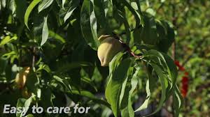 Peach trees reach heights of 15 to 25 feet at maturity. Flordaking Peach Tree For Sale Buy Peach Trees Online Perfect Plants