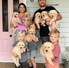 5 males and 1 female available parents have been dna tested and are clear. Puppies Available For Adoption Golden Retriever Puppies For Sale In Georgia Golden Retriever Puppies For Sale Near Me Golden Retriever Puppies For Sale In Macon Ga Golden Retriever Puppies Near Me