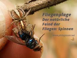 Wir haben den aufenthalt im gruppenhaus cresta sehr genossen. Fliegenplage Fliegen Aus Dem Haus Vertreiben Philognosie