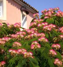 Mimosa Trees for Sale – FastGrowingTrees.com