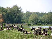 De voornaamste tegenargumenten van de voorstanders. Oostvaardersplassen Wikipedia