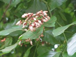 Image result for Millettia pinnata