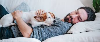 Чому краще не спати собаці з господарем? Відповіді та поради