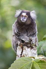 Brazil Sao Paulo Common Marmosets In The Trees Photographic Print Ellen Goff Art Com Common Marmoset In The Tree Photographic Print