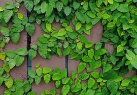 Check spelling or type a new query. 7 Tanaman Hias Daun Kecil Yang Siap Mempercantik Rumah Anda Star Farm International