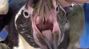 ペンギン 口内
