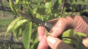 Shoot infections (usually from flower infections) result in do not replant with a peach tree or a susceptible species. Assessing Spring Freeze Damage To Peaches Youtube