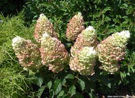 Honest dollar tree hydrangea reviews from real buyers may help you feel more secure once you making the right decision, as you can find out more about the good and bad points of each product. Hydrangea Paniculata Silver Dollar Havlis Cz