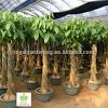 Each month, cut off a few of the larger leaves from the bottom of a money tree plant to encourage new growth at the top. 1
