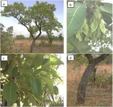 Image result for Isoberlinia doka