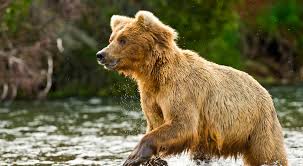 Places where he lived, fought, worked or visited have been preserved to remember his contribution in forming the united states. Brown Bear