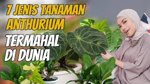Memiliki daun lebar yang memesona, tanaman philodendron juga memiliki bunga dan batang yang unik. Jenis Tanaman Hias Anthurium Termahal Di Dunia Youtube
