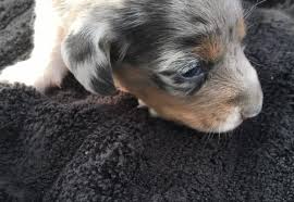 Check spelling or type a new query. Miniature Dachshund Puppy For Sale Adoption Rescue For Sale In Brookhaven Mississippi Classified Americanlisted Com
