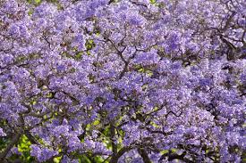 Jacaranda tree seeds 20 seeds jacaranda mimosifolia blue purple flower tree seeds. Jacaranda Tree Designer Splashbacks Cameo Glass