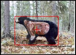 Black Bear Shot Placement Archery Bear Shot Placement 02 Poľovnictvo