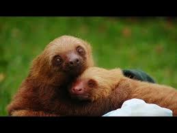 Perezoso en el zoológico de barranquilla, colombia características es un animal de. Un Hogar Para Los Perezosos En Costa Rica Youtube