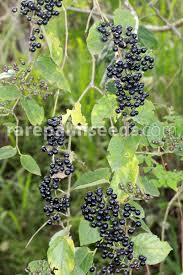 Image result for Cissus