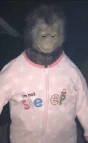 Schleep Monkeys Funny Stupid Memes Funny Memes