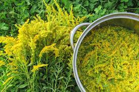 Dyeing Fabric With Goldenrod How To Dye Fabric Goldenrod Flower Perennial Plants