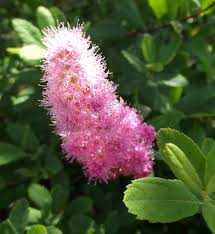 Image result for Spiraea douglasii